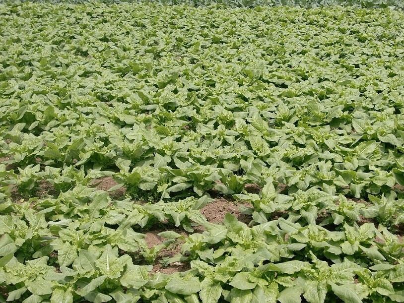 【夏季露地莴笋种植技术视频】