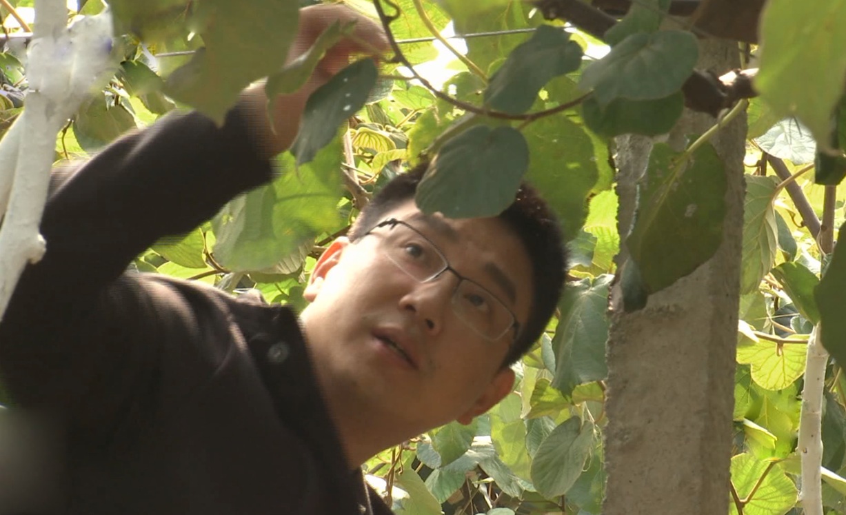 一颗红心构筑优质红心猕猴桃---063