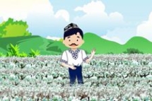 物联网在棉花种植中的应用.jpg