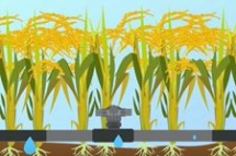 物联网在水稻种植中的应用.jpg