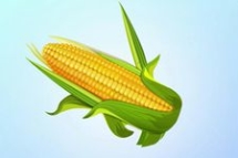物联网在玉米种植中的应用.jpg