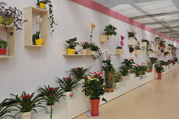 眉县西部兰花生态园花卉展厅墙面.JPG