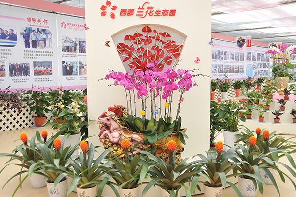 眉县西部兰花生态园花卉展厅一角.JPG