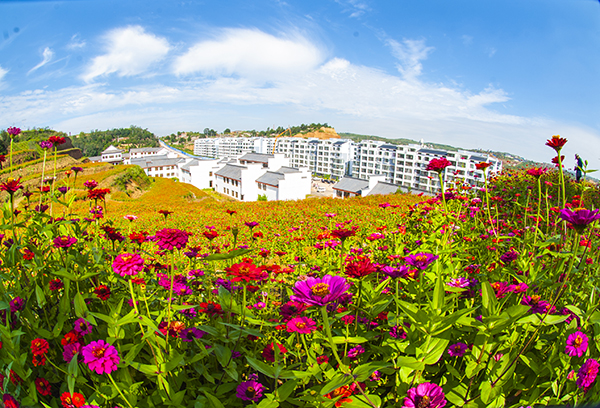 图片5 新村景观花海.jpg