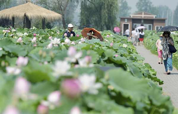 游客赏荷.jpg
