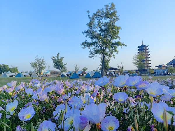 美丽月见草.jpg