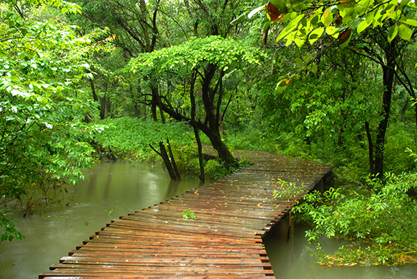 金龙山景区3  雨吟蛙咏.jpg