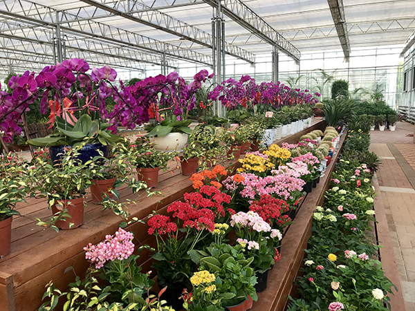 图片11奇花馆.JPG