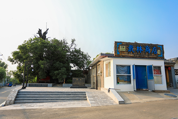图片3：京东第一古槐.jpg