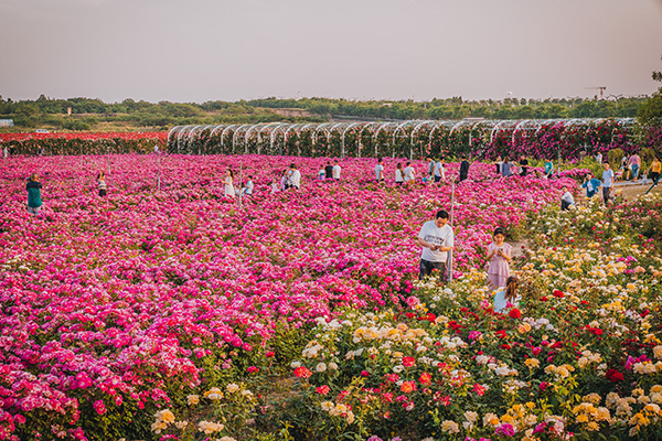 月季花海.jpg