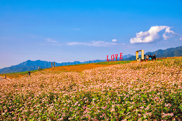 荞麦花.jpg