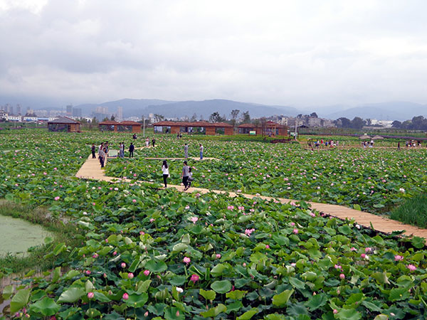 图片2、右所镇吉花社区马房村悦莲庄园荷花.JPG