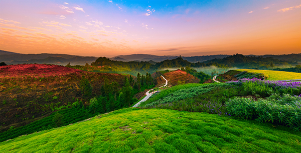 图片1：沐川县牛郎坪茶业现代农业园区风景.jpg