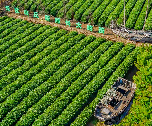 线路2精品点3：云过山丘茶园.jpg