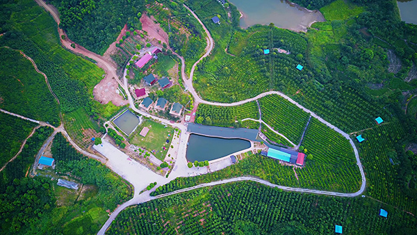 1. 海庐茶博园-鸟瞰图.JPG