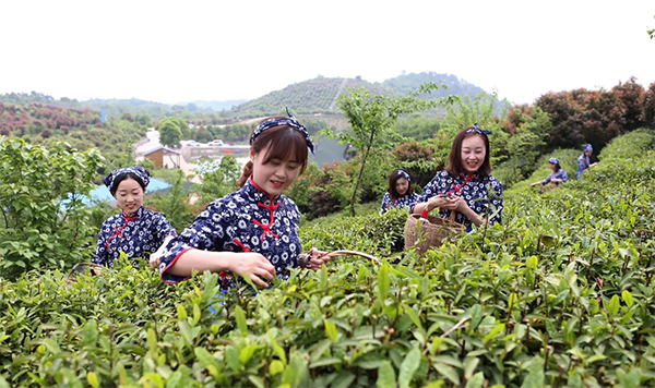 2.采茶姑娘.png