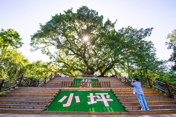小坪大榕树景观.jpg