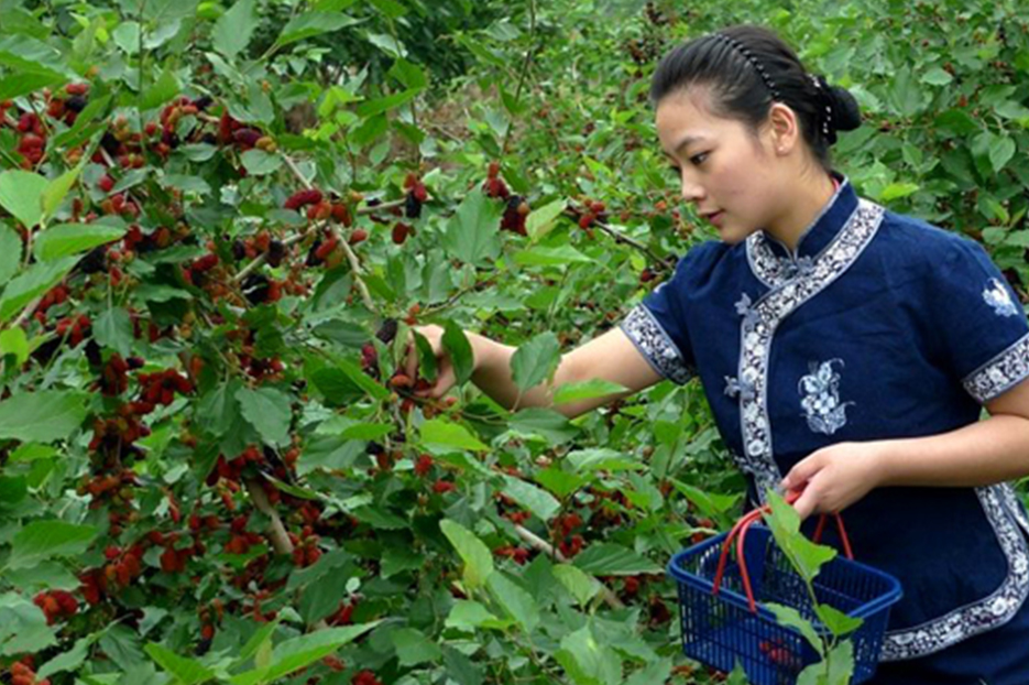 休闲农业作为农村一二三产业的融合体,在促进农业提质增效、带动农民就业增收、扩大居民消费需求、传承中华农耕文明、建设美丽乡村、推动城乡一体化发展等方面发挥了重要作用。为方便城乡居民品味农耕文化、乐享田园生活、体验休闲劳作、感知民俗风情,农业部向社会推介一批休闲农业与乡村旅游精品线路和景点,城乡居民出行可以根据需要进行选择,乐享吃、住、行、游、购、学、观、教、娱的高品质体验。