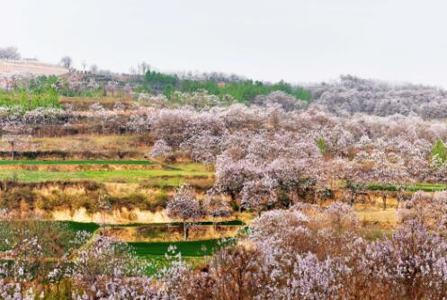 第四批中国重要农业文化遗产名单:河南新安传统樱桃种植系统 第四批中国重要农业文化遗产名单:河南新安传统樱桃种植系统