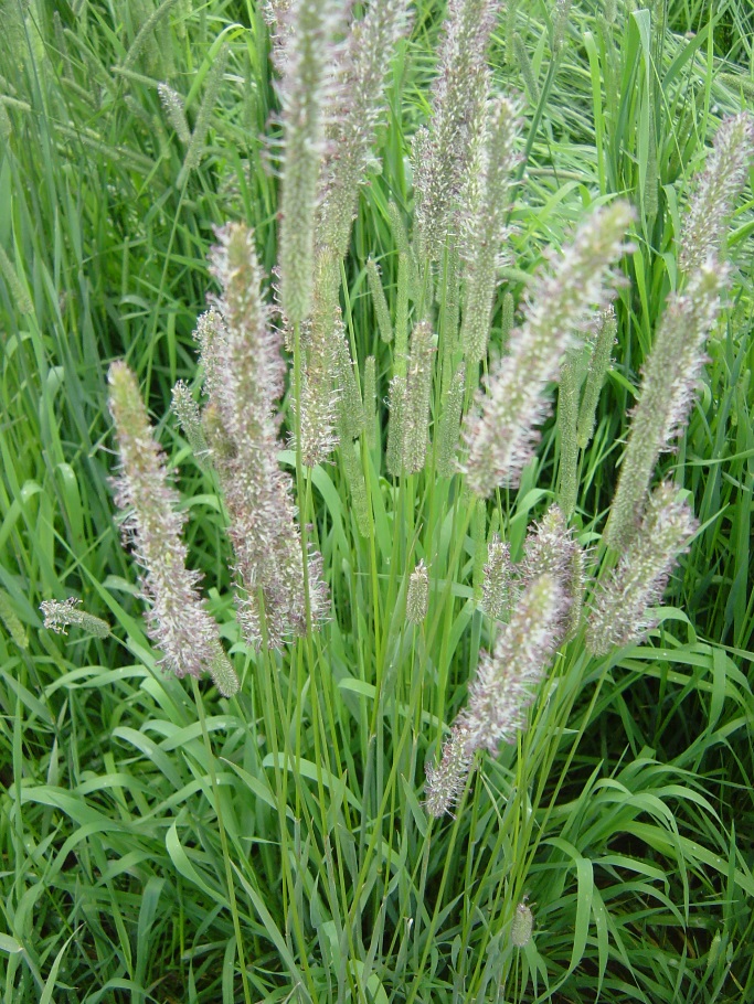 川西猫尾草花序