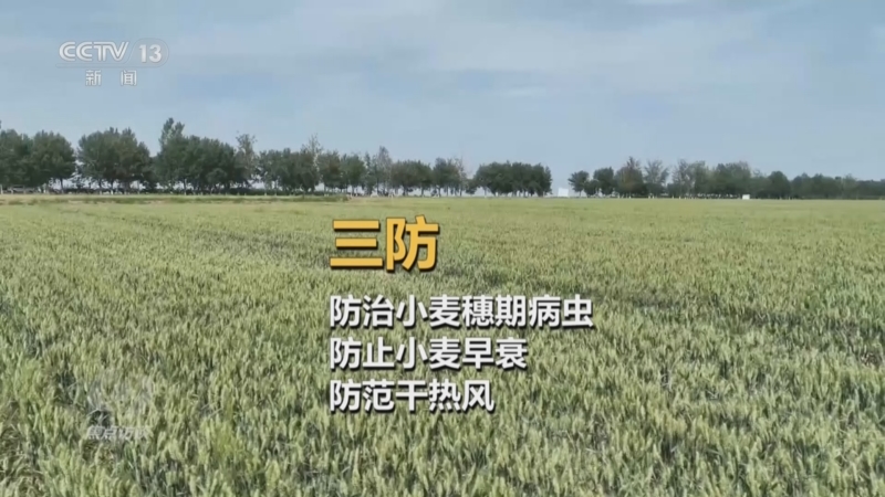《焦点访谈》_20250712_科学抗旱保丰收_2025-07-12_19_56_38.jpg