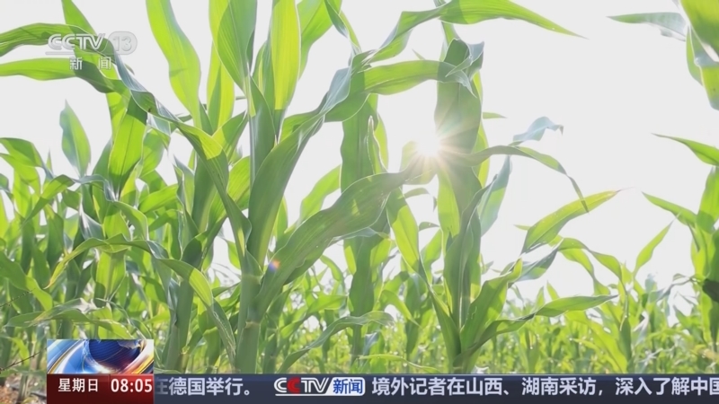 [朝闻天下]农业农村部_启动农业防高温干旱三级应急响应_2025-07-27_08_29_33.jpg
