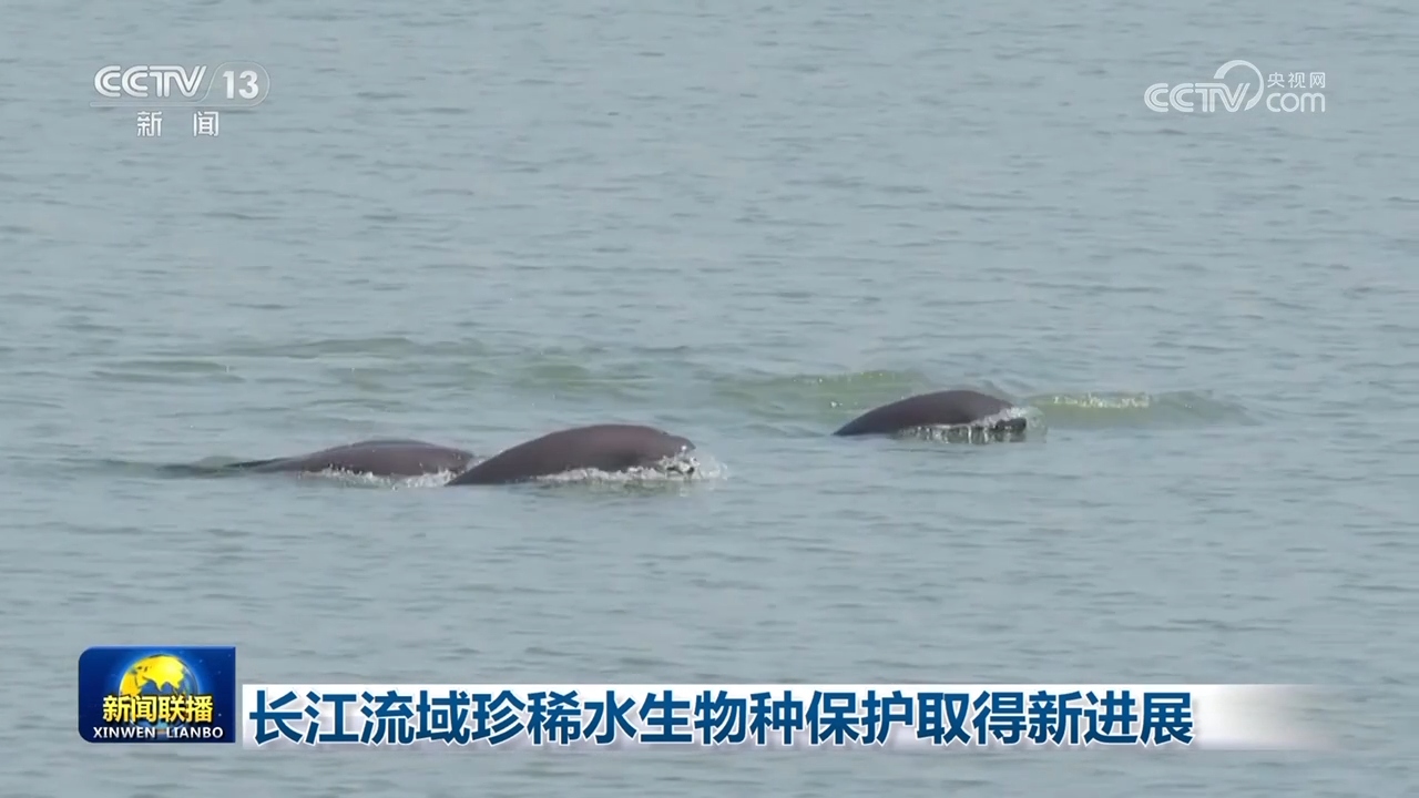 [视频]长江流域珍稀水生物种保护取得新进展_2025-07-28_19_27_31.jpg