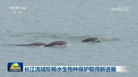 [视频]长江流域珍稀水生物种保护取得新进展_2025-07-28_19_27_31.jpg