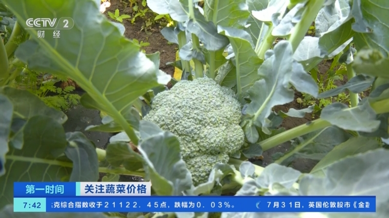 [第一时间]关注蔬菜价格_农业农村部,7月份全国蔬菜价格环比上涨0_5__2025-08-01_08_23_39.jpg