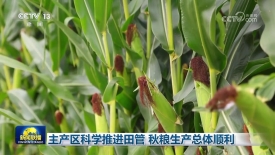 [视频]主产区科学推进田管_秋粮生产总体顺利_2025-08-17_19_30_50.jpg