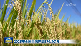 [视频]2025年全国早稻产量570_3亿斤_2025-08-22_19_29_13.jpg
