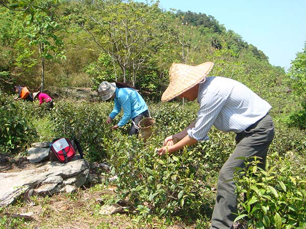 精品点1：弋江源茶主题庄园采茶体验1.jpg