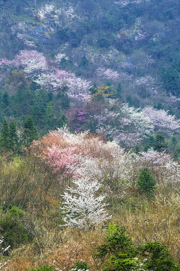 太平山樱花翁第亮.jpg