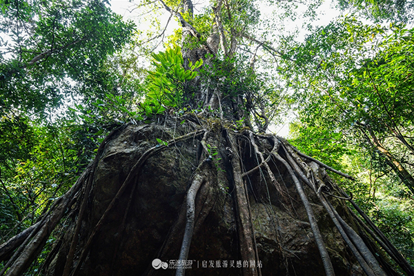 莫里-植被-树包石.jpg