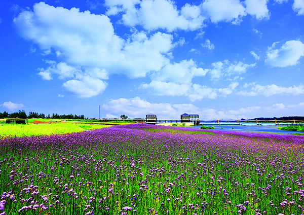 银杏湖花海.jpg