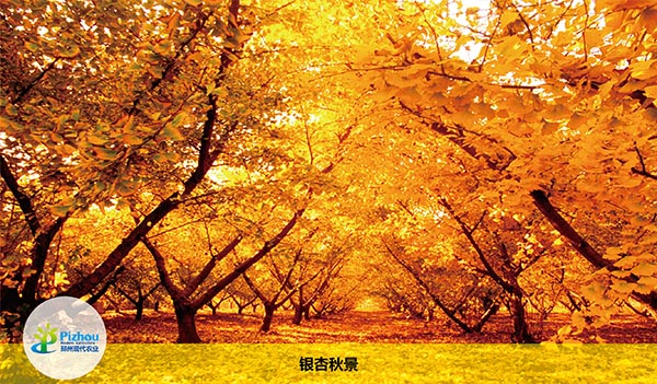 银杏秋景.jpg