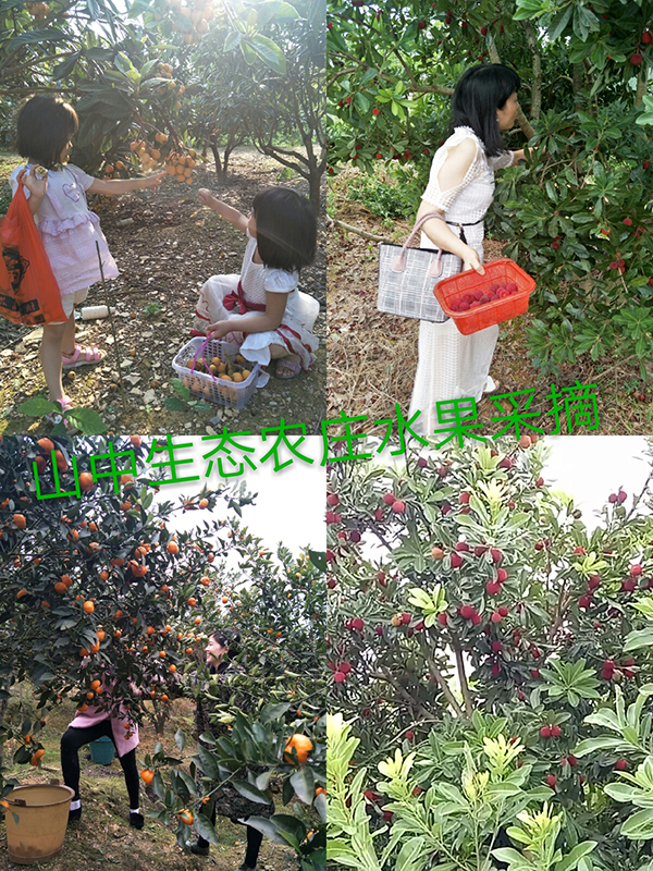 特色水果.jpg