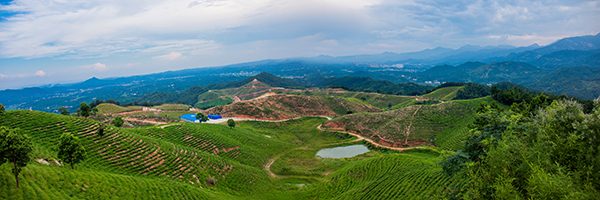 皇茶文化园全景.jpg