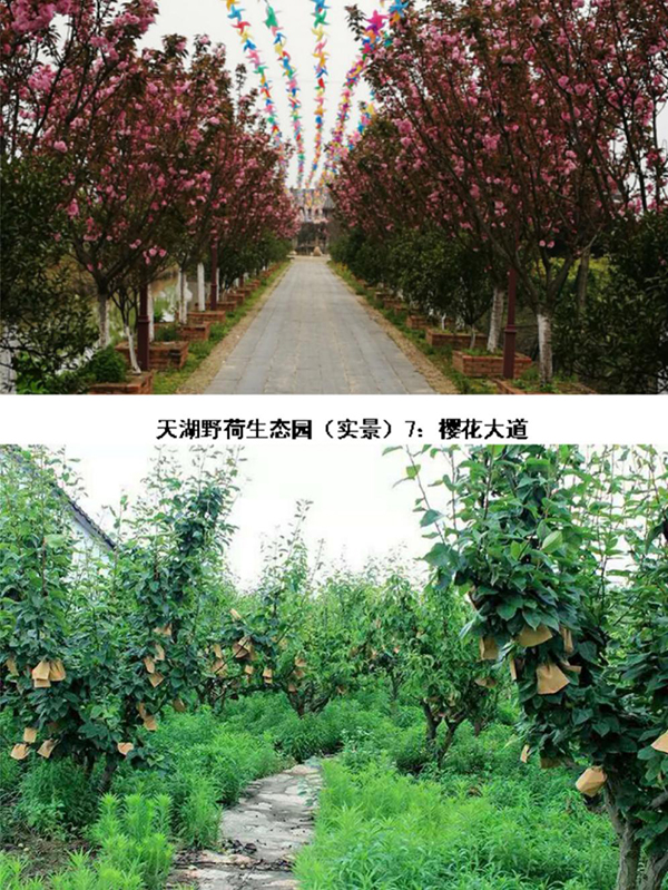 天湖野荷种植园.jpg