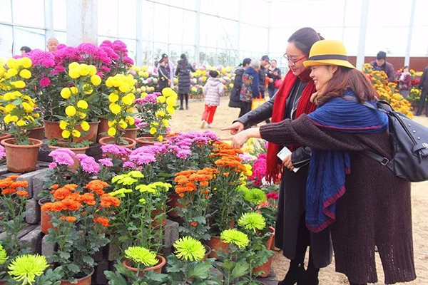 三军菊花展览.jpg