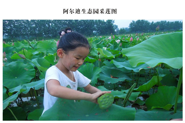 阿尔迪荷塘采莲.jpg