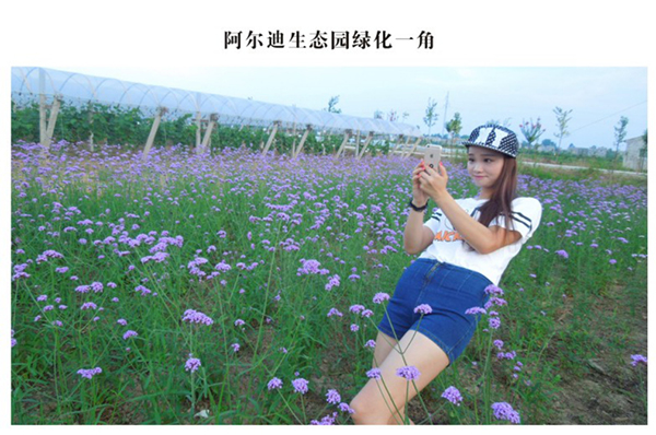 阿尔迪生态绿化一角.jpg