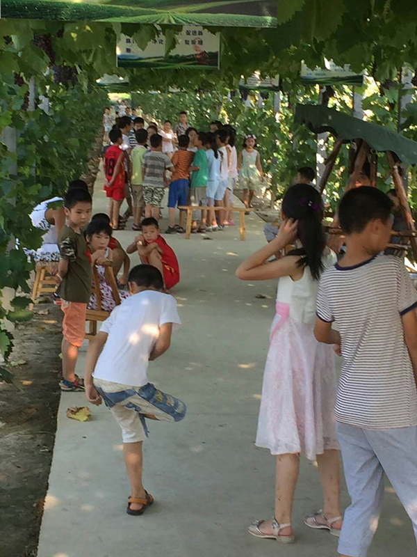 心怡农场儿童葡萄采摘2.jpg