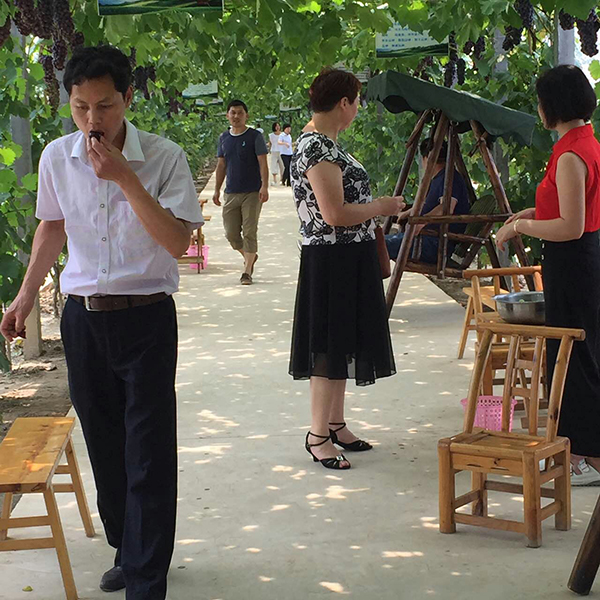 心怡农场摘葡萄.jpg