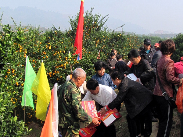 观必上桔园游活动.jpg
