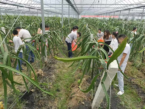 火龙果采摘.jpg