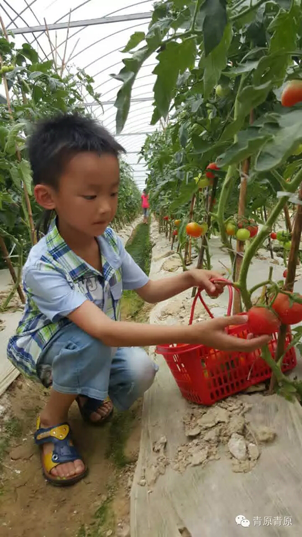 西红柿采摘1.jpg