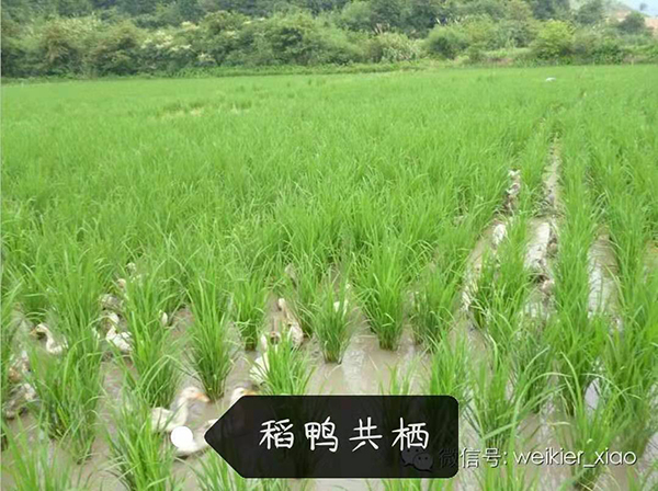 微信图片_20190305105553.jpg