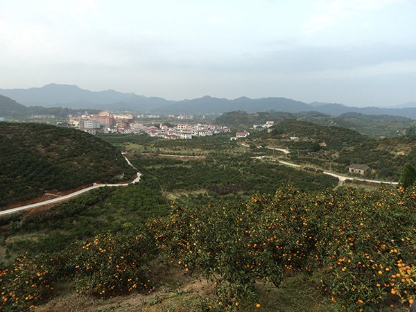 易家河村采摘园.jpg