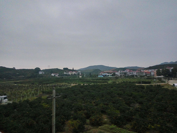易家河村桔园.jpg